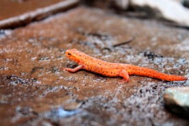 little salamander